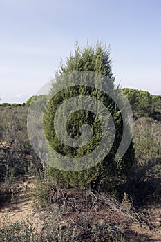 Phoenician juniper tree, Juniperus phoenicea