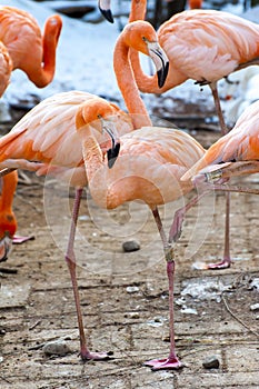 Phoenico pterus ruber greater flamingo