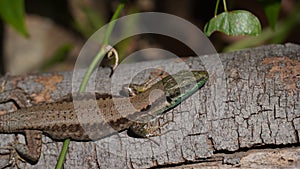 Phoenicolacerta laevis, the Lebanon lizard, is a species of lizard in the family Lacertidae.