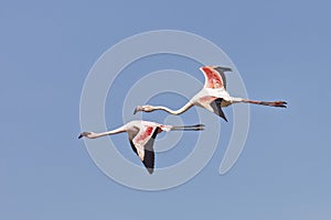 Phoeniconaias minor, Phoenicopterus minor, Lesser Flamingo and Rosaflamingo, Phoenicopterus roseus, Greater Flamingo