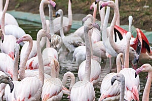 Phoenicopteridae - Flamingo in a flock