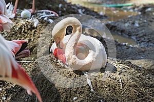 Phoenicopteridae - Flamingo sitting on eggs on a nest of clay