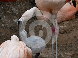 Phoenicopteridae - a young Flamingo chick being fed