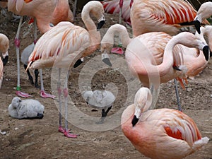 Phoenicopteridae - a young Flamingo chick with elders