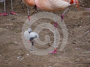 Phoenicopteridae - a young Flamingo chick standing on one leg