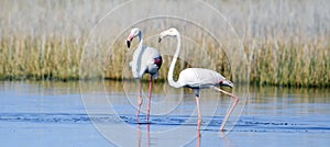 Phoenicopterus roseus flamboyance Greater flamingo photo