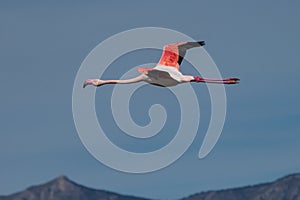 Phoenicopterus roseus flying in the Hondo photo