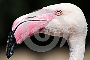 Phoenicopterus roseus / Greater flamingo head details side view
