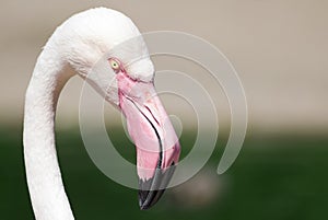 Phoenicopterus roseus / Greater flamingo head details side view