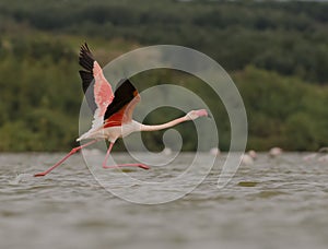 Phoenicopterus roseus photo