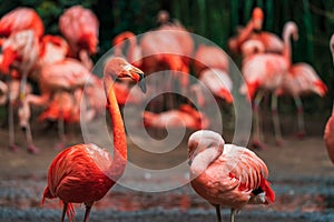 Phoenicopterus ruber. American Flamingo