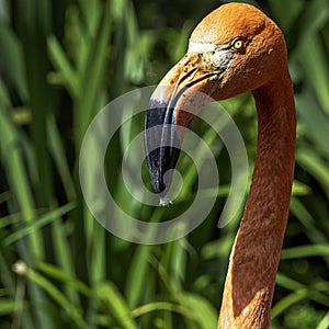 Phoenicopterus ruber known as American or Caribbean flamingo - Peninsula de Zapata / Zapata Swamp, Cuba