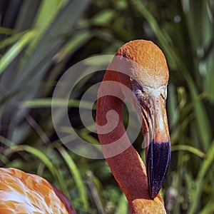 Phoenicopterus ruber known as American or Caribbean flamingo - Peninsula de Zapata / Zapata Swamp, Cuba