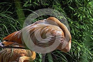 Phoenicopterus ruber known as American or Caribbean flamingo - Peninsula de Zapata / Zapata Swamp, Cuba