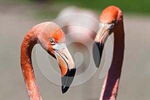 Phoenicopterus ruber ruber, American flamingo, Caribbean Flamingo pair head deatil