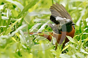 A phoenicurus auroreus bird