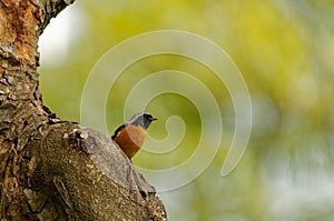 A phoenicurus auroreus bird photo