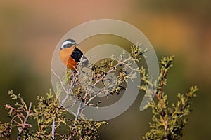 Phoenicurus moussieri - Moussier redstart small passerine bird in Phoenicurus, classified as Muscicapidae