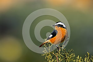 Phoenicurus moussieri - Moussier redstart small passerine bird in Phoenicurus, classified as Muscicapidae