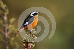 Phoenicurus moussieri - Moussier redstart small passerine bird in Phoenicurus, classified as Muscicapidae