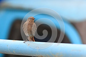 Phoenicurus ochruros, Black Redstart. photo