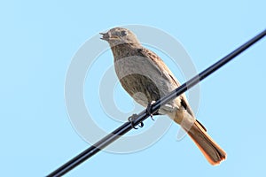 Phoenicurus ochruros, Black Redstart. photo