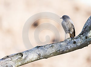 Phoenicurus ochruros, black redstart,