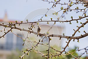 Phoenicurus ochruros black redstart bird on a tree in spring