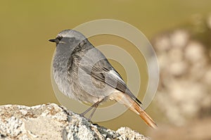 Phoenicurus ochruros - black redstart in natural habitat