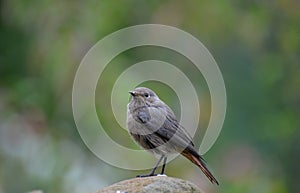 Phoenicurus ochruros photo