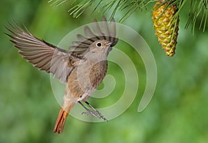 Phoenicurus ochruros redstart flying