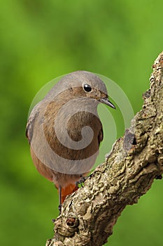 Phoenicurus ochruros redstart perched on a branch photo