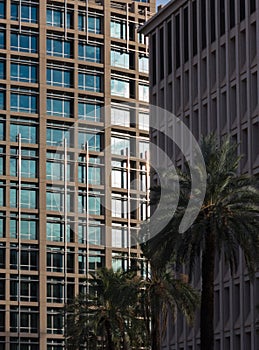 Phoenix, Arizona, architecture and Palms