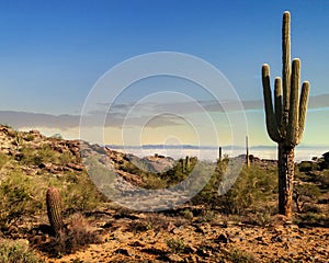 Phoenix Arizona Desert in Morning
