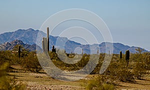 Phoenix Arizona desert in South Mountain hiking trail with saguaro cactus