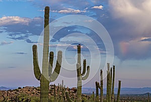 Phoenix Arizona Landscape With Cactus And Clouds