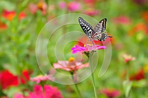 Phoenix butterfly and chrysanthemum flower