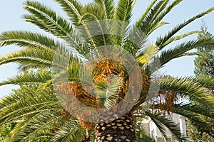 Phoenix canariensis, Canary Island Date Palm