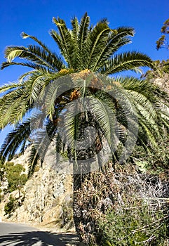 Phoenix canariensis - large date palm on Catalina Island in the Pacific Ocean, California