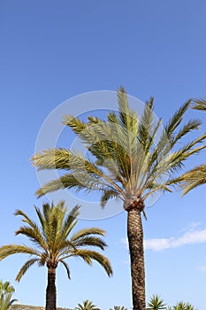 Phoenix canariensis palm trees blue sky