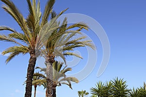 Phoenix canariensis palm trees blue sky