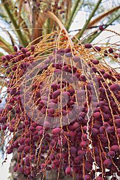 Phoenix canariensis palms