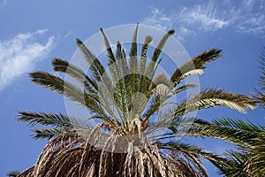 Phoenix dactylifera, date or date palm, is a flowering plant species in the palm family, Arecaceae. Dahab, Egypt