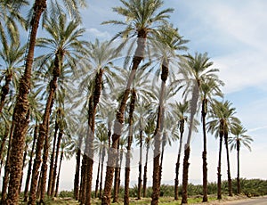 Phoenix dactylifera date or date palm palm tree plantation