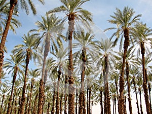 Females Phoenix dactylifera or date palm tree plantation