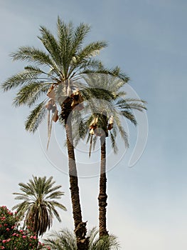 Phoenix dactylifera or date palm trees. Califronia, USA photo