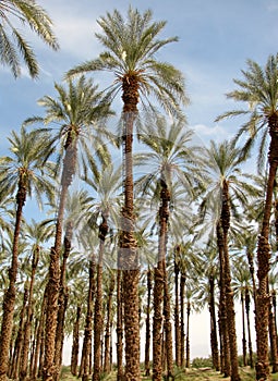 Female Phoenix dactylifera date or date palm palm tree plantation