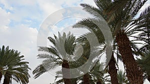 Phoenix dactylifera date or date palm tree