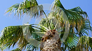 Phoenix dactylifera date or date palm tree