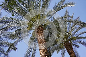 Phoenix dactylifera date or date palm tree